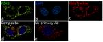 PCK2 Recombinant Superclonal™ Antibody (6 HCLC)