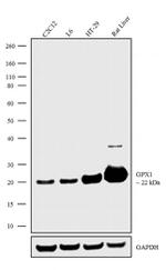 GPX1 Recombinant Superclonal™ Antibody (5HCLC)