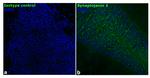 Synaptojanin 1 Recombinant Superclonal™ Antibody