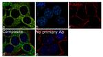 EEF2 Recombinant Superclonal™ Antibody (20HCLC)