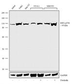 Phospho-EEF2 (Thr56) Recombinant Superclonal™ Antibody