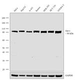 OCT1 (POU2F1) Recombinant Superclonal™ Antibody (13HCLC)