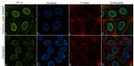 Histone H1.2 Recombinant Superclonal™ Antibody (3HCLC)