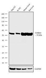 Catalase Recombinant Superclonal™ Antibody (3HCLC)