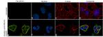 Phospho-WWTR1 (Ser311) Recombinant Superclonal™ Antibody (14HCLC)