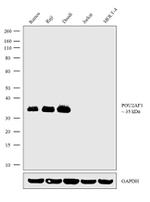 BOB-1 Antibody