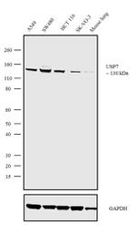 USP7 Recombinant Superclonal™ Antibody (5HCLC)