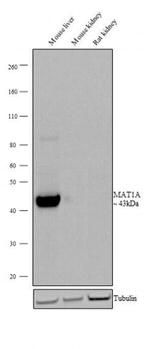 MAT1A Recombinant Superclonal™ Antibody (7HCLC)
