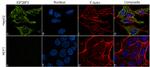 IGF2BP3 Recombinant Superclonal™ Antibody (6HCLC)