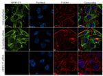 GPIP137 Antibody
