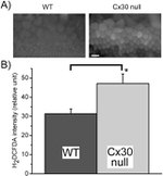 Connexin 30 Antibody in Immunocytochemistry (ICC/IF)