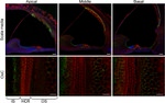 Connexin 30 Antibody in Immunohistochemistry (IHC)