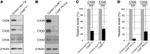 Connexin 30 Antibody in Western Blot (WB)