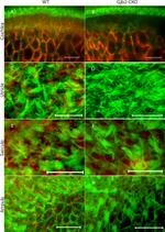 Connexin 30 Antibody in Immunohistochemistry (IHC)