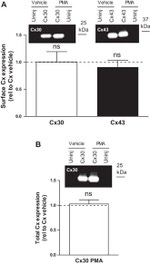 Connexin 30 Antibody in Western Blot (WB)