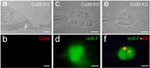 Connexin 30 Antibody in Immunocytochemistry (ICC/IF)