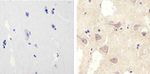 Connexin 30 Antibody in Immunohistochemistry (Paraffin) (IHC (P))