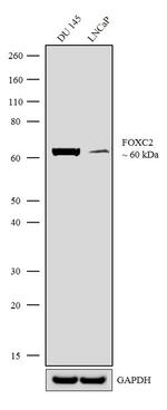 FOXC2 Antibody in Western Blot (WB)