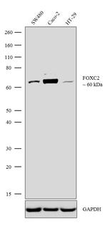 FOXC2 Antibody in Western Blot (WB)