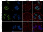 MBD1 Antibody