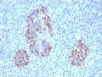 TNF-alpha (Tumor Necrosis Factor alpha) Antibody in Immunohistochemistry (Paraffin) (IHC (P))