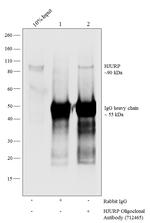 HJURP Antibody in ChIP Assay (ChIP)