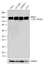 BRPF1 Recombinant Superclonal™ Antibody (19HCLC)