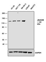 JMJD2B Recombinant Superclonal™ Antibody (9HCLC)