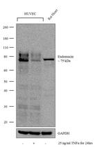 Endomucin Antibody in Western Blot (WB)