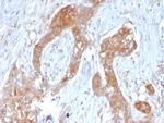 A20/TNFAIP3 Monoclonal Antibody (TNFAIP3, 2813)