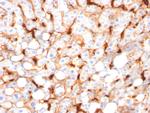C1QB/Complement C1q B-Chain Antibody in Immunohistochemistry (Paraffin) (IHC (P))
