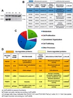 Annexin A1 Antibody in Western Blot (WB)
