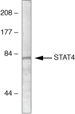 STAT4 Polyclonal Antibody