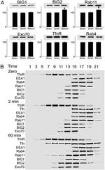 RAB11A Antibody in Western Blot (WB)