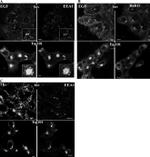 RAB11A Antibody in Immunocytochemistry (ICC/IF)