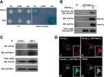 RAB11A Antibody in Western Blot, Immunoprecipitation (WB, IP)