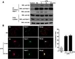 RAB11A Antibody in Western Blot, Immunocytochemistry (WB, ICC/IF)