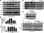 RAB11A Antibody in Western Blot (WB)