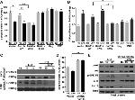 RAB11A Antibody in Western Blot (WB)