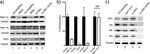 RAB11A Antibody in Western Blot (WB)