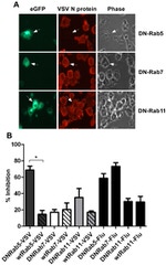 RAB11A Antibody in Immunocytochemistry (ICC/IF)