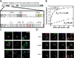 RAB11A Antibody in Immunocytochemistry (ICC/IF)