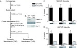 RAB11A Antibody in Western Blot (WB)