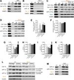 RAB11A Antibody in Western Blot (WB)