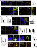 RAB11A Antibody in Western Blot (WB)
