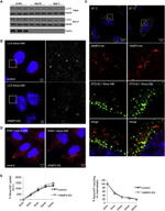 RAB11A Antibody in Western Blot (WB)