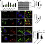 RAB11A Antibody in Western Blot, Immunohistochemistry (WB, IHC)