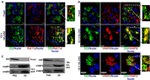 RAB11A Antibody in Western Blot, Immunohistochemistry (Frozen) (WB, IHC (F))