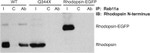 RAB11A Antibody in Immunoprecipitation (IP)