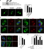 RAB11A Antibody in Immunocytochemistry (ICC/IF)